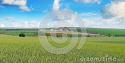 Wheat field and blue sky Stock Photo