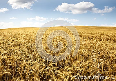 Wheat field Stock Photo