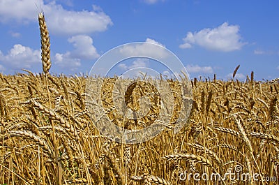 Wheat field. cereals. harvest on an agricultural field. agrarian sector of production Stock Photo