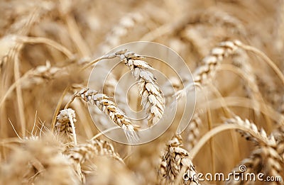 Wheat field. Close up of Ears of beautiful ripe golden wheat close up. Harvest time. Agricultural wheat or rye field background. S Stock Photo