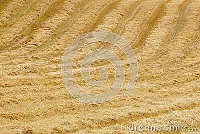 Wheat field in the countryside. Harvest time. Agriculture background Stock Photo