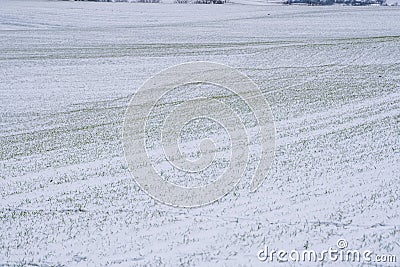 Wheat field covered with snow in winter season. Winter wheat. Green grass, lawn under the snow. Harvest in the cold Stock Photo