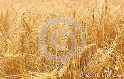 Wheat field crops. Golden wheat ears or barley harvest background. Wheat grain field farm - ripe grains, bran, agro Stock Photo