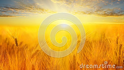 Wheat field. Ears of golden wheat close up. Beautiful Nature Sunset Landscape. Rural Scenery under Shining Sunlight. Stock Photo