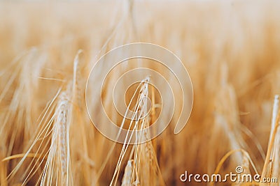 Wheat field. Ears of golden wheat closeup Stock Photo