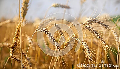 Wheat field. Ears of golden wheat close up. Rich harvest Concept. Stock Photo