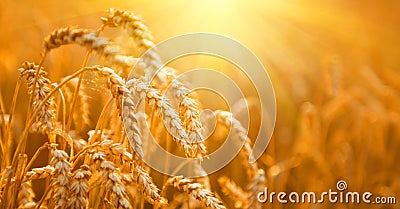 Wheat field. Ears of golden wheat closeup Stock Photo