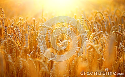 Wheat field. Ears of golden wheat closeup Stock Photo