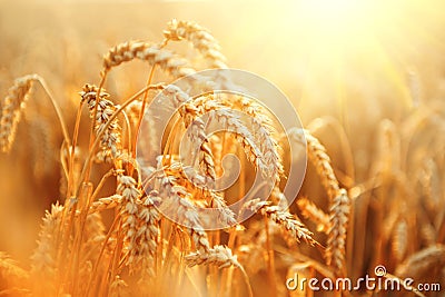 Wheat field. Ears of golden wheat closeup Stock Photo