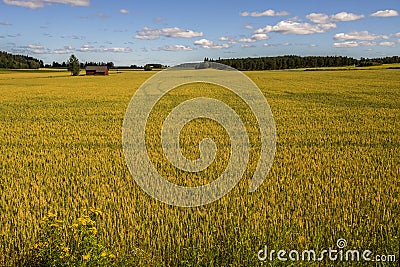 Wheat Field and Farm Stock Photo