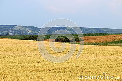 Wheat field farmland landscape Vojvodina Stock Photo