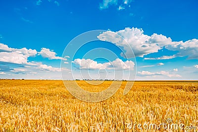 Wheat Field, Fresh Crop Of Wheat Stock Photo