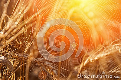 Wheat field with a glint of the sun. Golden ears of wheat or rye. Whole grains close-up. The idea of a rich harvest. Label design Stock Photo