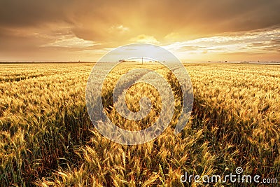 Wheat field with gold sunset landscape, Agriculture industry Stock Photo