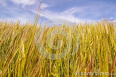 Wheat field. Golden, copy. Blue sky space. Stock Photo