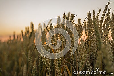 Wheat field. Golden ears of wheat on the field. Background of ripening ears of meadow wheat field. Rich harvest Stock Photo