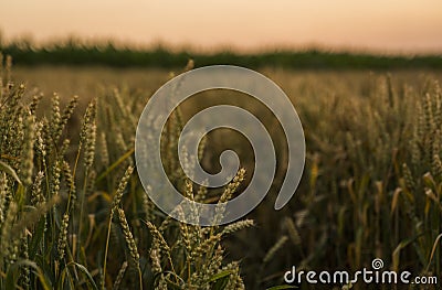 Wheat field. Golden ears of wheat on the field. Background of ripening ears of meadow wheat field. Rich harvest Stock Photo