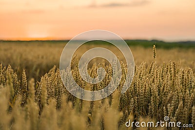 Wheat field. Golden ears of wheat on the field. Background of ripening ears of meadow wheat field. Rich harvest Stock Photo