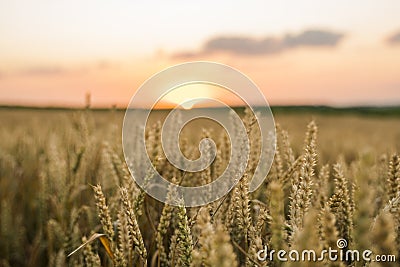 Wheat field. Golden ears of wheat on the field. Background of ripening ears of meadow wheat field. Rich harvest Stock Photo