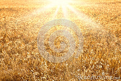 Wheat field golden sunset background Stock Photo