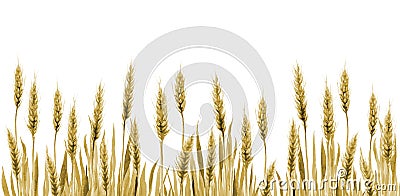 Wheat Field Grain Background. Cereal Agriculture plant Stem Watercolor illustration on white. Cartoon Illustration