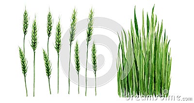 Green Wheat Grass. Cereal Field Plant Watercolour illustration isolated on white background. Cartoon Illustration
