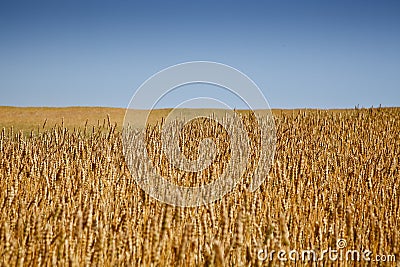 Wheat Field Stock Photo