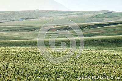 Wheat growing in the rolling farm fields of Idaho Stock Photo