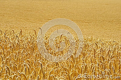 Wheat field Stock Photo