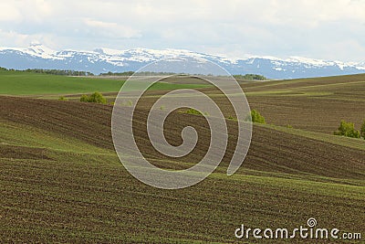 A freshly germinated Idaho wheat field. Stock Photo