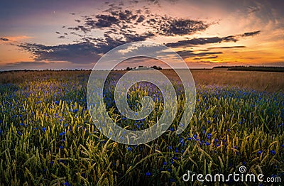 Wheat field overgrown with cornflower. Stock Photo