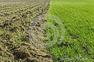 Wheat field and plowed land Stock Photo