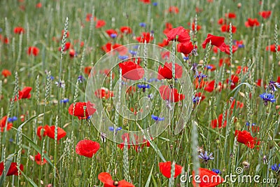 Wheat field with poppies and cornflowers Stock Photo