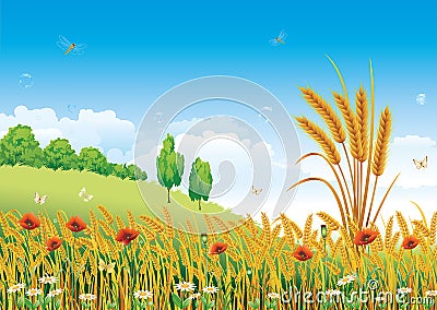 Wheat field Vector Illustration