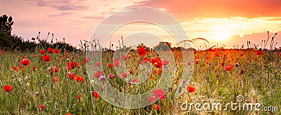 Wheat field with poppies Stock Photo