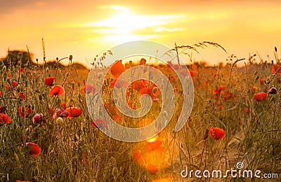 Wheat field with poppies Stock Photo