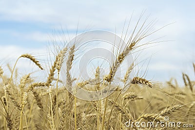 Wheat field, ripe barley, rye field in sunny day against blue sky with clouds. Agricultural summer rural background Stock Photo