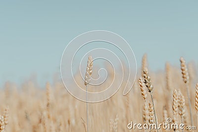 Wheat field with ripe harvest against light blue sky at sunset or sunrise. Ears of golden wheat rye close crop. agriculture lands Stock Photo