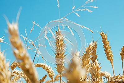 Wheat field1 Stock Photo