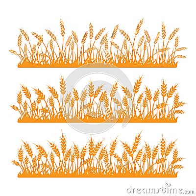 Wheat field. Spikelets of golden wheat, rye, barley on a white background. Vector Vector Illustration