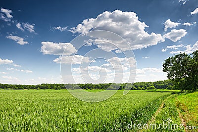 Wheat field in spring, beautiful landscape, green grass and blue sky with clouds Stock Photo