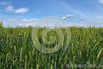 Wheat in a field Stock Photo