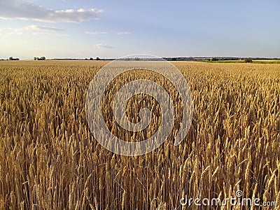 Wheat field Summer Landscape Stock Photo