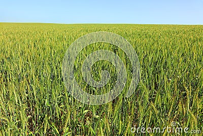 Wheat field. Summertime. Stock Photo