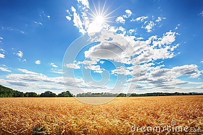 Wheat field with sun anb blue sky, Agriculture industry Stock Photo