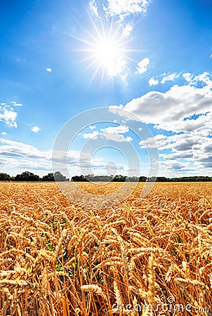 Wheat field with sun anb blue sky, Agriculture industry Stock Photo