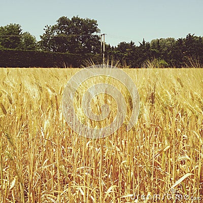 Wheat field Stock Photo