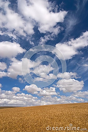 Wheat field on a sunny day Stock Photo