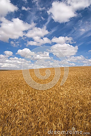 Wheat field on a sunny day Stock Photo