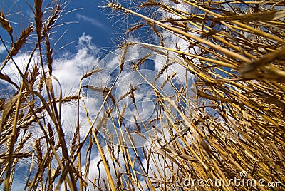 Wheat field on a sunny day Stock Photo